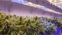CORESTATE Capital Holding S.A 26876654